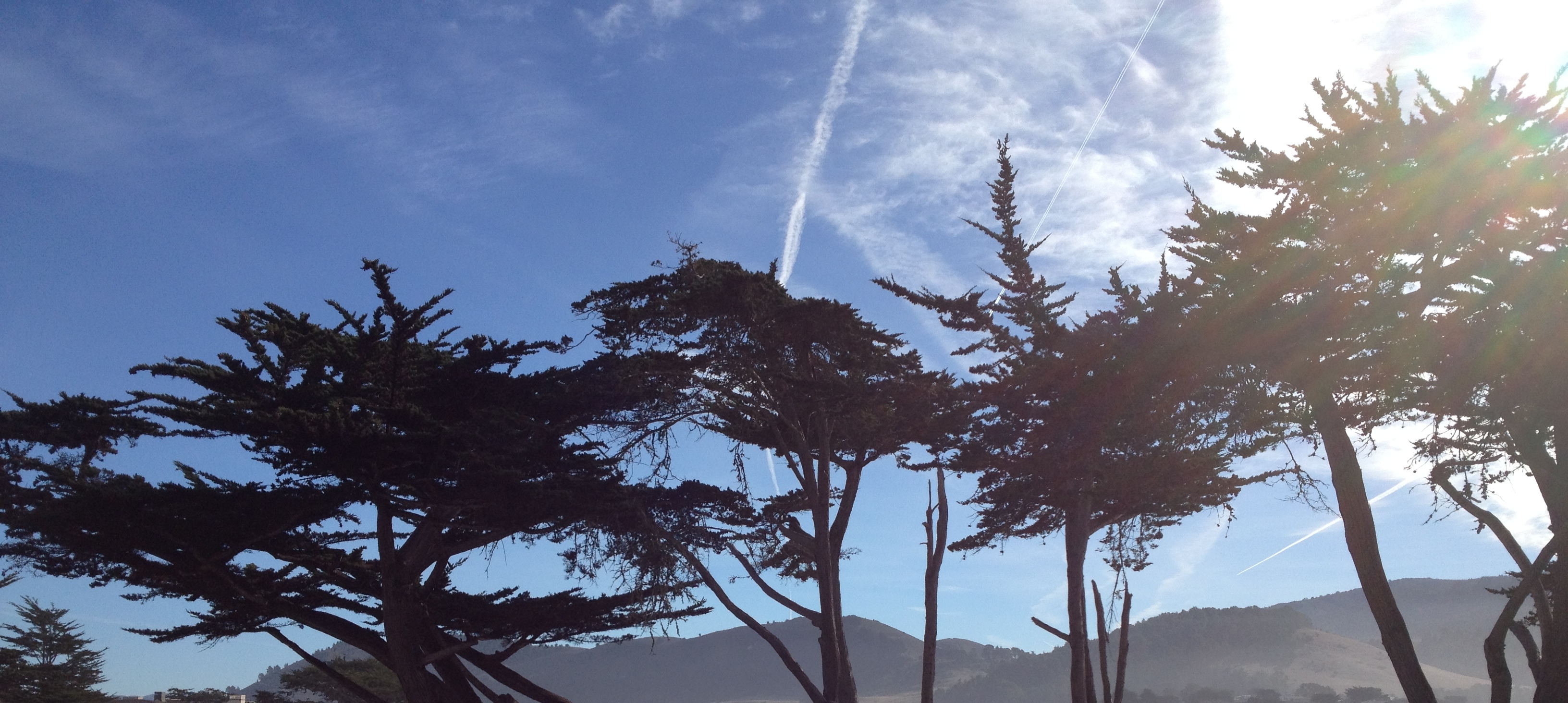 Pacific Grove Treetops in the Sun